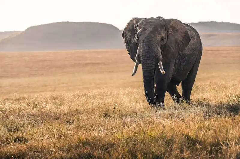 Kerala Wildlife